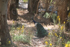 Pavo cristatus