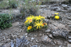 Faucaria bosscheana