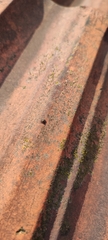 Araneae