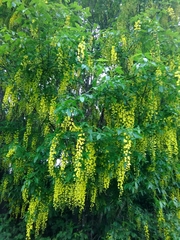 Laburnum