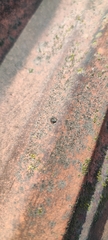 Araneae