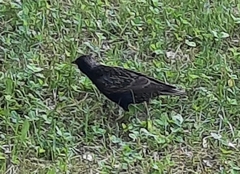 Sturnus vulgaris