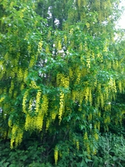 Laburnum