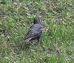 Sturnus vulgaris