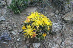 Faucaria bosscheana