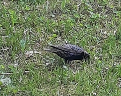 Sturnus vulgaris