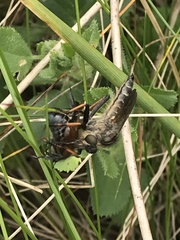 Pamponerus germanicus