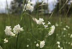 Asperula tinctoria