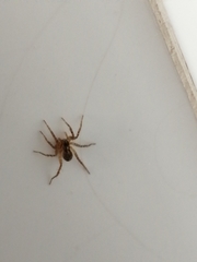Araneae