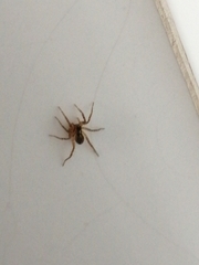Araneae