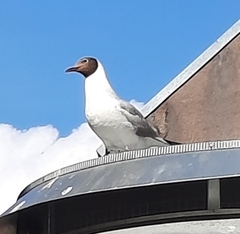 Chroicocephalus ridibundus