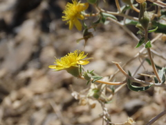 Mentzelia oreophila