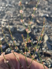 Eriogonum vimineum vimineum