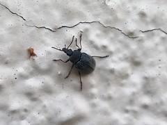 Mycterus umbellatarum