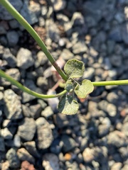 Eriogonum vimineum vimineum