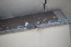 Larus michahellis michahellis