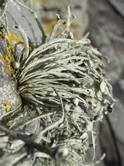 Ramalina siliquosa