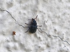 Mycterus umbellatarum