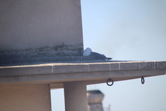 Larus michahellis michahellis