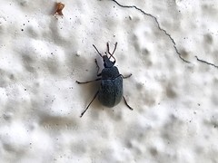 Mycterus umbellatarum