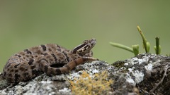 Crotalus morulus