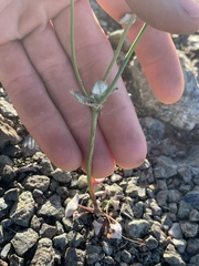 Eriogonum vimineum vimineum
