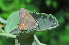 Electrostrymon endymion
