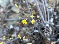 Hesperolinon bicarpellatum