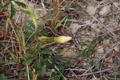 Distimake dissectus dissectus