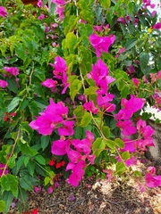 Bougainvillea glabra