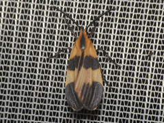Lycomorphodes