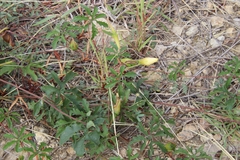 Distimake dissectus dissectus