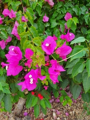 Bougainvillea glabra