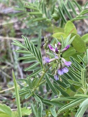 Astragalus eucosmus