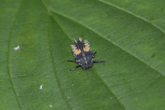 Harmonia axyridis