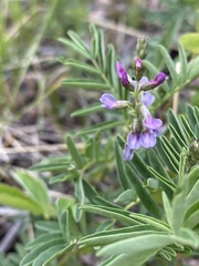 Astragalus eucosmus