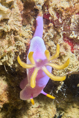 Hypselodoris apolegma