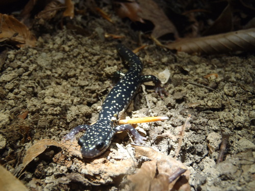 Plethodon glutinosus