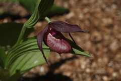 Cypripedium shanxiense