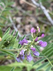 Astragalus eucosmus
