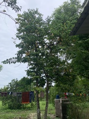 Averrhoa carambola