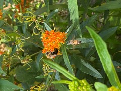 Apis mellifera