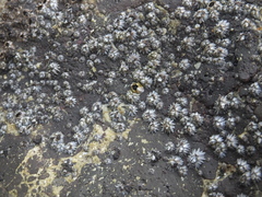 Chthamalus malayensis