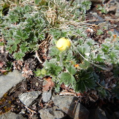 Potentilla subvahliana
