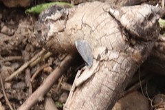 Celastrina echo sidara