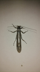 Diamphipnoidae