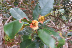 Ternstroemia tepezapote