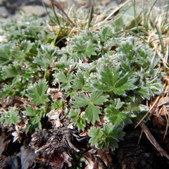 Potentilla subvahliana