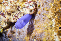 Rhopalaea