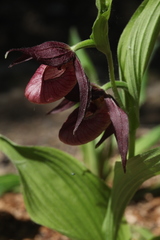 Cypripedium shanxiense